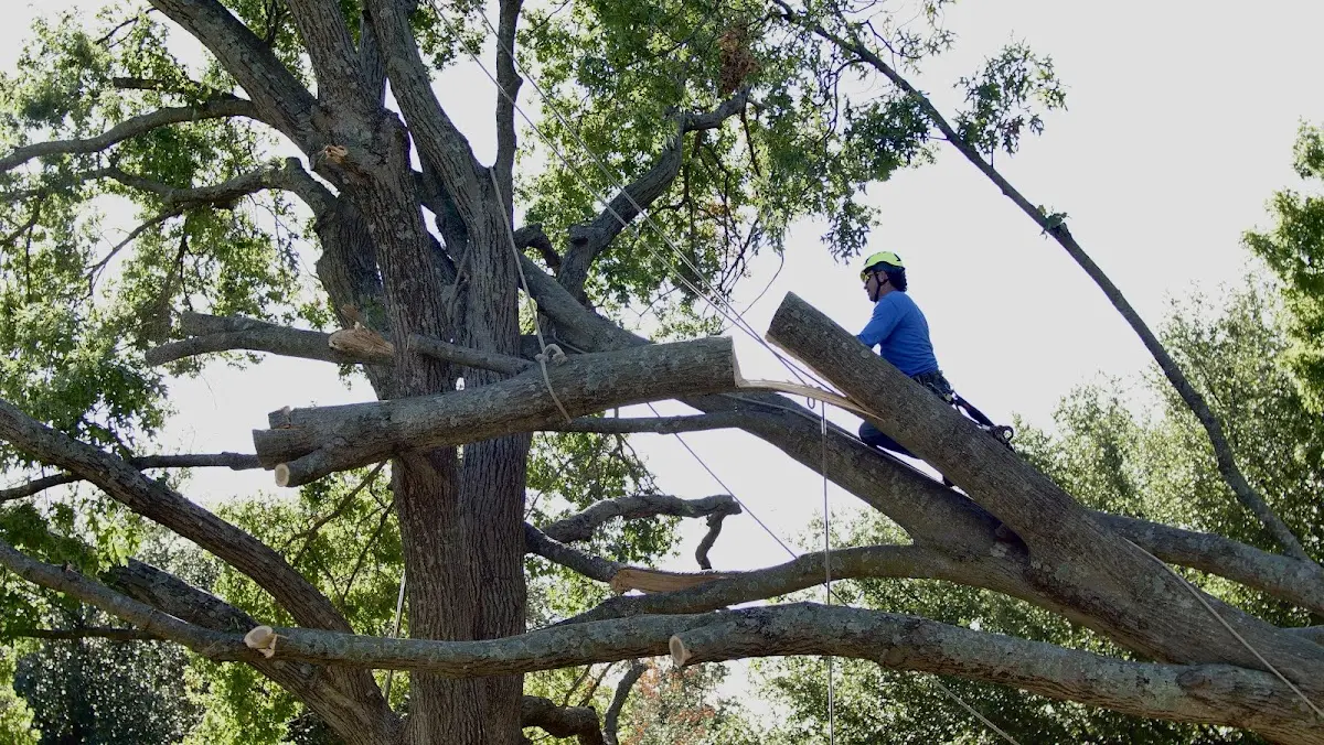 Professional Crown Thinning performed by certified arborists in Powhattan