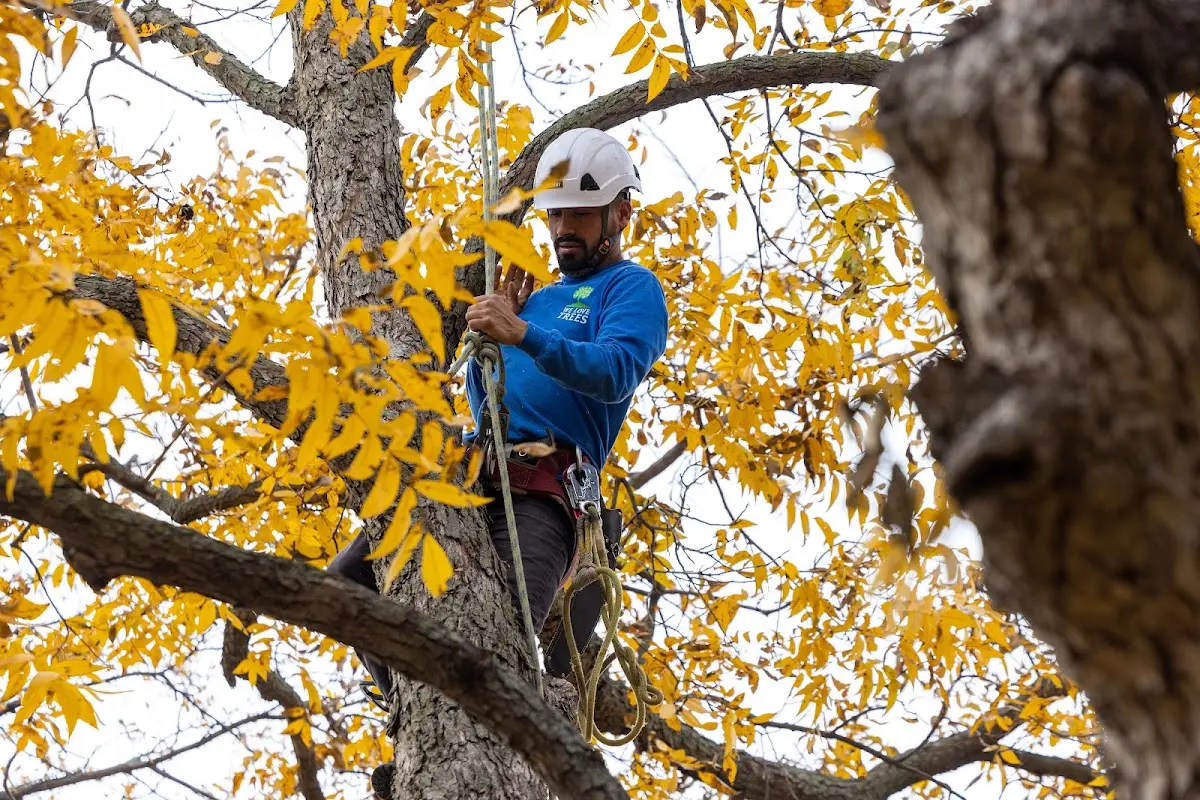 Skilled Tree Pruning crew working in Powhattan